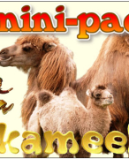 Antwoordblad minipad kamelen