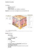 Fase 1 Semester 1 Anatomie en fysiologie - De huidlaag