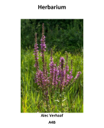Herbarium biologie Planten