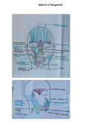 spieren in het gezicht (pathologie)