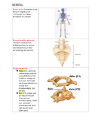 anatomie samenvatting hogeschool 