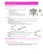samenvatting anatomie semester 2