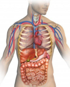 Anatomie TSO GWW
