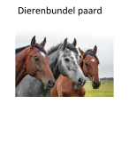 Dierverzorging Dierenbundel paard 