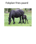 Fokplan fries paard 