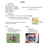 Samenvatting konijnen - Rassenleer (Dierenzorg)