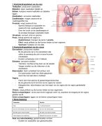 Samenvatting - Thema 2 - BiologieVoorJou - Mavo 3