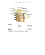anatomie ruggenmerg afbeelding 