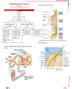Anatomy of the brachial plexus must knows