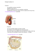 Biologie hoofdstuk 11 Voortplanting
