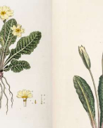 Sortimentenlijst 100 planten (Nederlandse, Engelse en wetenschappelijke naam + plaatjes)