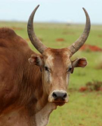 Opdracht voedingsgewoonten van een herkauwer: de zebu 