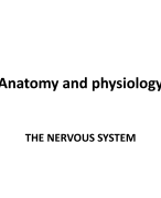 The Nervous  System