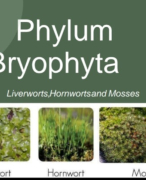 Phylum Bryophyta Slide