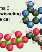 PowerPoint+ aantekeningen thema 3 Stofwisseling Biologievoorjou VWO 5 Deel 2