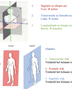Biomechanica samenvatting (HAN ALO)