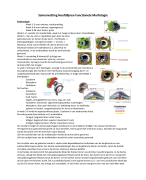 Anatomie - Geneeskunde studie