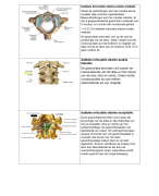 oefenkaarten van het vak anatomie en fysiologie 1
