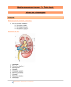 Medische wetenschappen 2 (pathologie) - Nieren en urinewegen