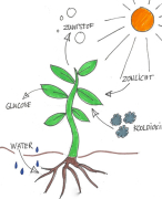 Biologie voor jou TTO havo/vwo 