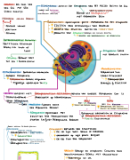 thema 1 - VWO 4 - samenvatting - biologie voor jou