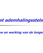 Het ademhalingsstelsel bij de mens