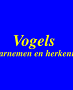 Vogels waarnemen en herkennen