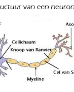 Uittreksel van de anatomie van het zenuwstelsel voor de opleiding tot verpleegkundige op MBO- niveau
