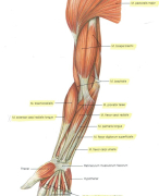 Anatomie spieren bovenste lidmaat
