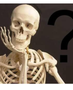 Spreekbeurt over het skelet
