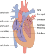 Powerpoint: Hart en Bloedsomloop 