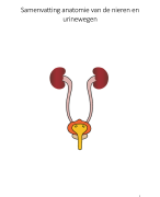 Samenvatting anatomie van de nieren en de urinewegen