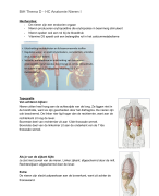 Van Basis tot Homeostase GNK Jaar 1 - Aantekeningen Hoorcollege Anatomie Nieren 