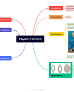 Dierkunde : Phylum Porifera