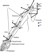 Spierskeletsysteem en Biomechanica Klinische Technologie samenvatting biomechanica