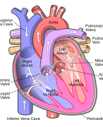 Cardiovascular disorders 