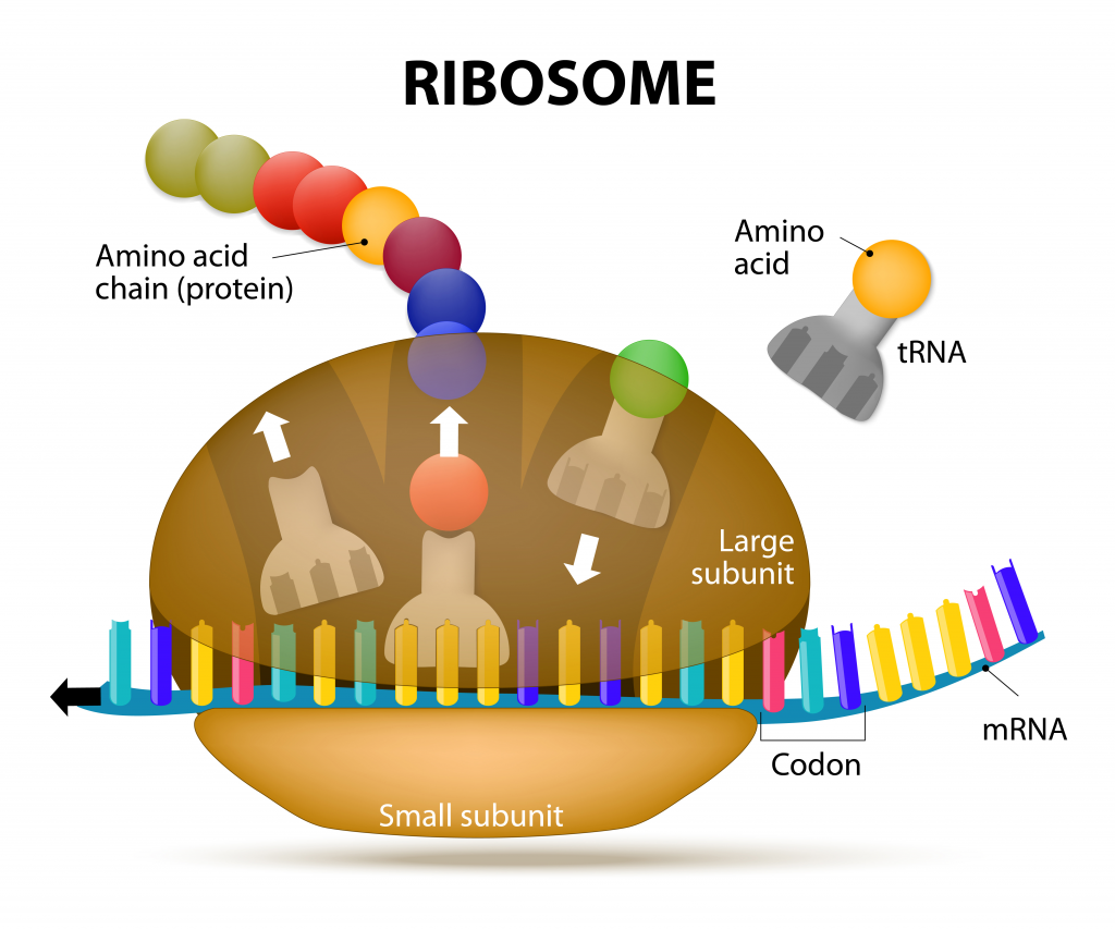  Oefenvragen over DNA, de bouw en functie, transcriptie en translatie, enzymen, DNA-code, nucleotiden, genen en eiwitten 