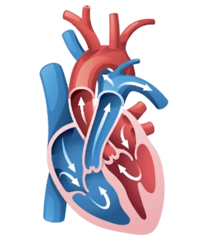 Anatomie/fysiologie: het hart
