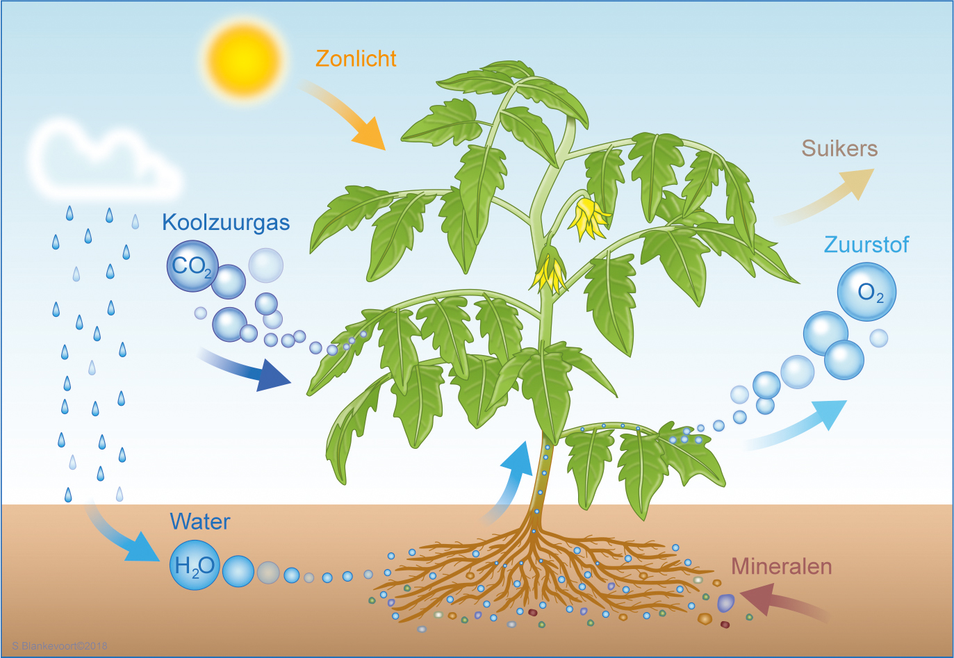 Fotosynthese + organismen + thema 1