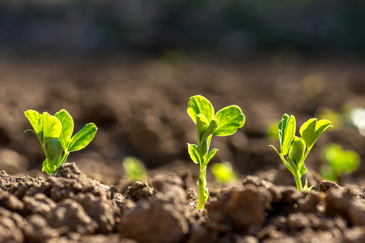  Oefenvragen over planten( hoofdstuk 5 uit methode: 10voorbiologie )
